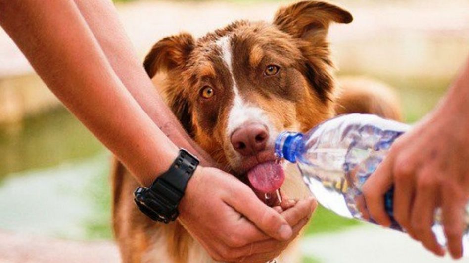 C Mo Prevenir Los Golpes De Calor En Las Mascotas